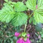 Rubus spectabilis habit picture by jaap copper (cc-by-sa)