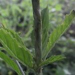 Stachytarpheta calderonii leaf picture by Nelson Zamora Villalobos (cc-by-nc)