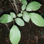 Ostrya virginiana leaf picture by bryan brunet (cc-by-sa)