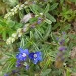 Veronica fruticans flower picture by laurence (cc-by-sa)