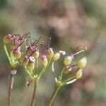 Pimpinella saxifraga fruit picture by Llandrich anna (cc-by-sa)