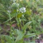 Myosotis macrosperma flower picture by Savannah Butler (cc-by-sa)