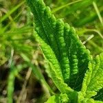 Lippia javanica leaf picture by susan brown (cc-by-sa)