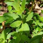 Galium circaezans leaf picture by Leslie M (cc-by-sa)