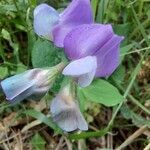 Lathyrus laxiflorus flower picture by Ahmet Yılmaz (cc-by-sa)