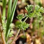 Fumaria officinalis habit picture by Yoan MARTIN (cc-by-sa)