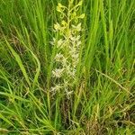 Habenaria helicoplectrum habit picture by susan brown (cc-by-sa)