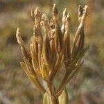 Centaurium erythraea fruit picture by Pierre LEON (cc-by-sa)