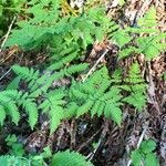 Gymnocarpium dryopteris habit picture by Terje Norli (cc-by-sa)