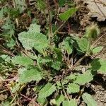 Malope malacoides leaf picture by serena bernabei (cc-by-sa)