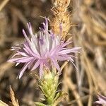 Centaurea dalmatica flower picture by Krampl Tomáš (cc-by-sa)