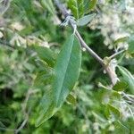 Elaeagnus umbellata leaf picture by Matthias Foellmer (cc-by-sa)