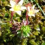 Saxifraga moschata habit picture by Alain Bigou (cc-by-sa)