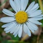 Bellis annua flower picture by Giode Tonpino (cc-by-sa)