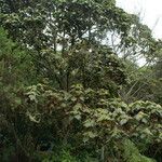 Dombeya reclinata habit picture by E. Mouysset (cc-by-sa)