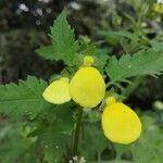 Calceolaria tripartita flower picture by Godoy Virginia (cc-by-sa)