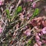 Erica australis leaf picture by Pedroso Rui (cc-by-sa)