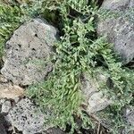 Heliotropium curassavicum habit picture by Serge Fournier (cc-by-sa)