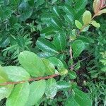 Lagerstroemia indica leaf picture by Terry Scheel (cc-by-sa)