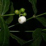 Rudgea cornifolia fruit picture by Nelson Zamora Villalobos (cc-by-nc)