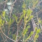 Erica arborea leaf picture by Magalie Delalande (cc-by-sa)