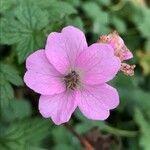 Geranium endressii flower picture by Jeff B (cc-by-sa)