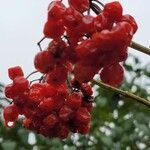 Viburnum acerifolium fruit picture by Lily Jones (cc-by-sa)