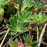 Lupinus colombiensis leaf picture by Fabien Anthelme (cc-by-sa)