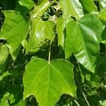 Aleurites moluccanus leaf picture by Terri Quinters (cc-by-sa)