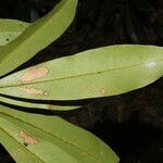 Manilkara chicle leaf picture by Nelson Zamora Villalobos (cc-by-nc)