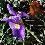 Iris unguicularis flower picture by Angelos (cc-by-sa)