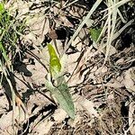 Saururus cernuus habit picture by Maarten Vanhove (cc-by-sa)