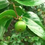 Flacourtia jangomas fruit picture by Nicolas Brel (cc-by-sa)