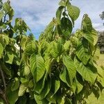 Annona cherimola leaf picture by Erick Bueno (cc-by-sa)