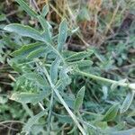 Centaurea collina leaf picture by Pimprenelle de Luze (cc-by-sa)