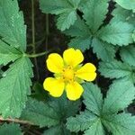 Potentilla reptans flower picture by Nele Pele (cc-by-sa)