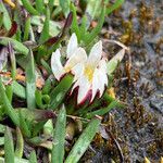 Werneria pygmaea flower picture by Fabien Anthelme (cc-by-sa)