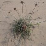 Cyperus crassipes habit picture by Sylvain Piry (cc-by-sa)