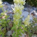 Sideritis hirsuta flower picture by Maria Pilar Martinez (cc-by-sa)