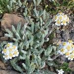 Achillea nana habit picture by Francois Mansour (cc-by-sa)