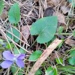 Viola hirta leaf picture by Aurelio Peña (cc-by-sa)