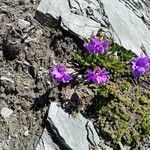 Primula glutinosa leaf picture by Traudl Staller-Mattersberger (cc-by-sa)