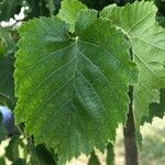 Corylus colurna leaf picture by Martin Pösinger (cc-by-sa)