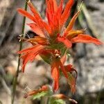 Castilleja pruinosa flower picture by Philippe Lopez (cc-by-sa)