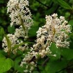 Ceanothus sanguineus flower picture by Ethan Greer (cc-by-sa)