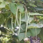 Catalpa bignonioides fruit picture by Alexander L (cc-by-sa)