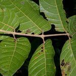 Protium pittieri leaf picture by Nelson Zamora Villalobos (cc-by-nc)