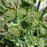 Bupleurum stellatum fruit picture by Yoan MARTIN (cc-by-sa)