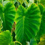 Colocasia esculenta leaf picture by lopezlacasa (cc-by-sa)