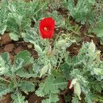 Glaucium corniculatum habit picture by Kim P. (cc-by-sa)